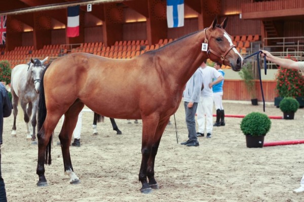 Ivoir van de Watertoren: 1ste 4-jarige merries (Chin Chin)